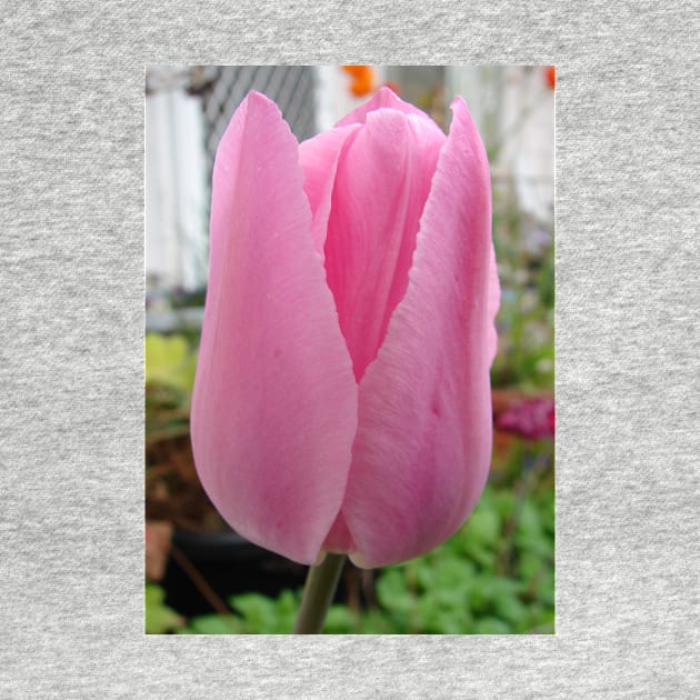 Pink Tulip Flower by SarahRajkotwala